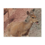 Deer Raspberries Post Card