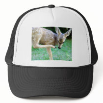 Deer - Scratch that Itch