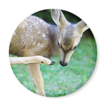 Deer - Scratch that Itch Refrigerator Magnet