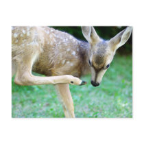 Deer - Scratch that Itch Post Card