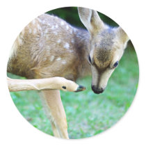 Deer - Scratch that Itch Stickers