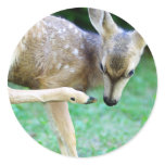 Deer - Scratch that Itch stickers