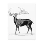 Deer skeleton postcards