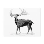 Deer skeleton postcard