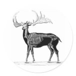 Deer skeleton sticker