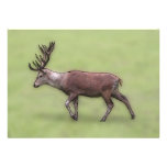 Deer Stag, Digital Art. Invite