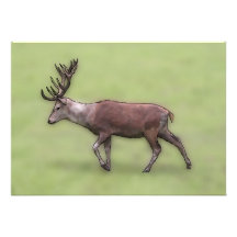 Deer Stag, Digital Art. Invite