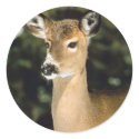 Deer stickers