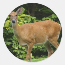 Deer Stickers