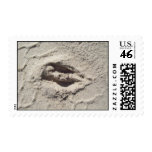 deer track postage