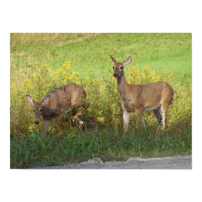 DEER TRACKS Poster by maggiefromutah