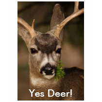 deer t-shirts