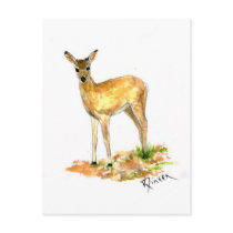 Deer Wildlife postcard