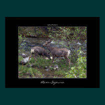 Deer Wildlife River Poster posters