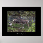 Deer Wildlife River Poster