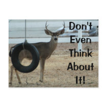 Deer With Attitude Postcard by vettehayden Deer With Attitude Postcard