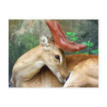 Deer with Felt Antlers Postcard