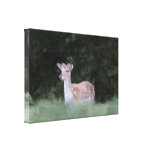 Deer Wrapped Canvas Canvas Prints