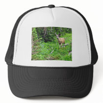 Deer - Young Buck Mesh Hats