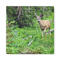 Deer - Young Buck Fridge Magnet