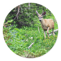 Deer - Young Buck Sticker