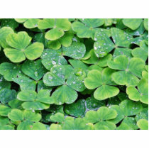 Deerpark Ireland Clover Dew Drops photo sculptures