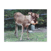 Deerschnauzer postcard