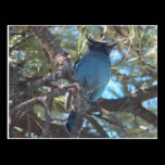 Dee's Stellar Blue Jay...A Pair postcards