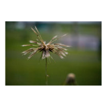 Deflowered Print by sruhs Deflowered Print