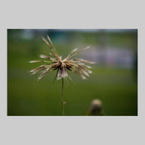 Deflowered Print posters