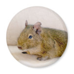 Degu Magnet