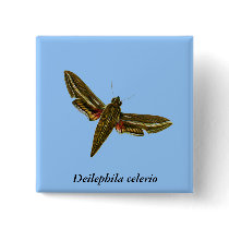 Deilephila celerio buttons