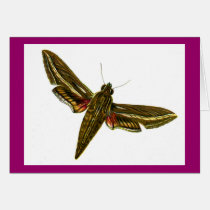 Deilephila celerio cards