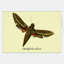 Deilephila celerio cards