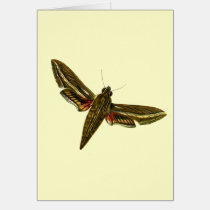 Deilephila celerio cards