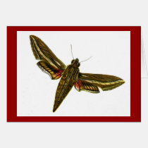 Deilephila celerio cards