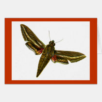 Deilephila celerio cards
