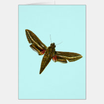 Deilephila celerio cards