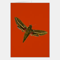 Deilephila celerio cards