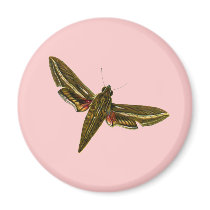Deilephila celerio magnets
