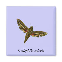 Deilephila celerio magnets