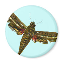 Deilephila celerio magnets