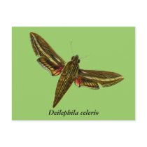 Deilephila celerio postcards