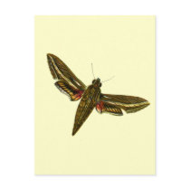 Deilephila celerio postcards