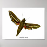 Deilephila celerio poster