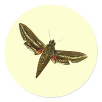Deilephila celerio stickers