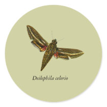Deilephila celerio stickers