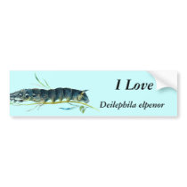 Deilephila elpenor caterpillar bumper stickers by FlutterByButterfly Deilephila elpenor caterpillar bumper stickers
