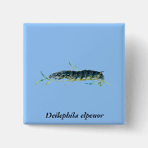 Deilephila elpenor caterpillar buttons