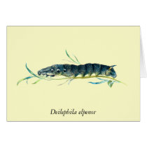 Deilephila elpenor caterpillar cards